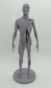 Human_Body_FRONT.jpg