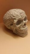 skull picture.jpg