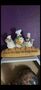 Shivaya 3D 3D printing photo