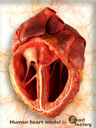 Heart-model.jpg