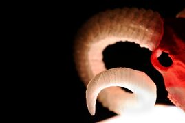 _IMG_0165.jpg