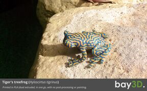 bay3d_treefrog2.jpg