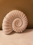 shell.jpg