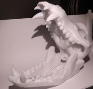 wolf skull (4).jpg