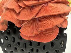 IMG_1263.JPEG