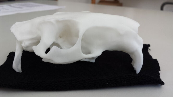 Skull of a nutria (Myocastor copypus)