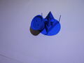 DSCN4825.JPG