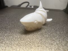 Shark 3.JPG