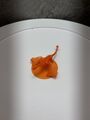 Review image #6248978