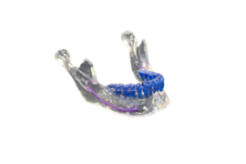 Mandible-Nerve-Resin-Purple-2.png