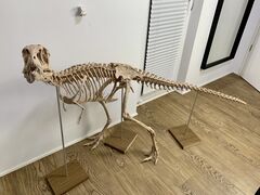 IMG_0567.jpeg