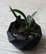 1pot.jpeg