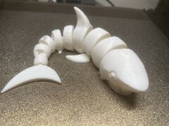 Shark 1.JPG