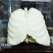 lungs.jpg