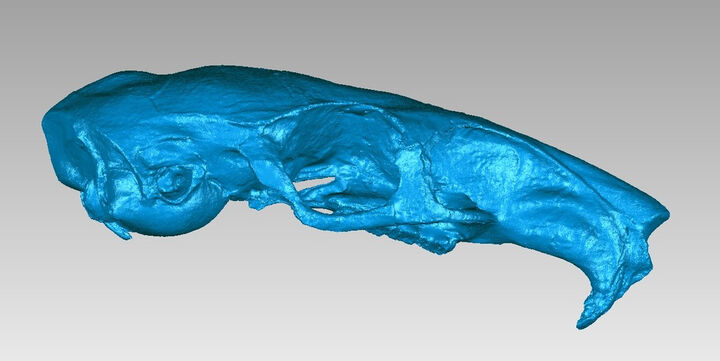 Skull of a Laotian rock rat (Laonastes aenigmamus)