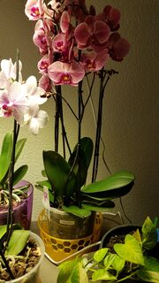 20200718_214543[1].jpg