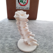 Posts Spine V2.png