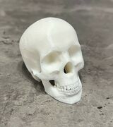 Skull Picture.JPG