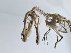 IMG_6231.jpeg