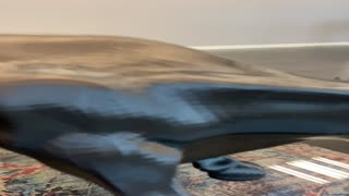IMG_4231.MP4