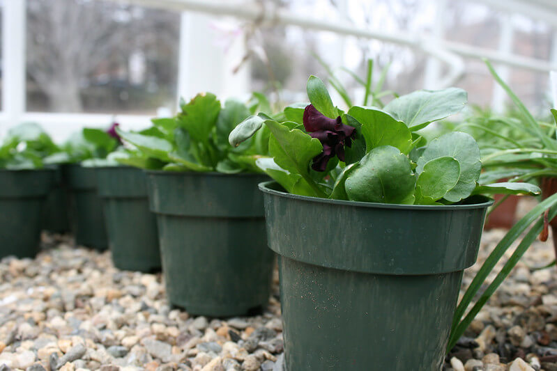Plastic flower pots are found to be safe for plants